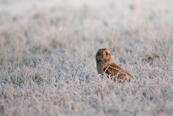 Gufo di palude - Short eared owl (Asio flammeus)