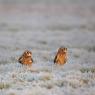 Gufo di palude - Short eared owl (Asio flammeus)