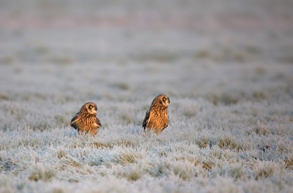 Gufo di palude - Short eared owl (Asio flammeus)