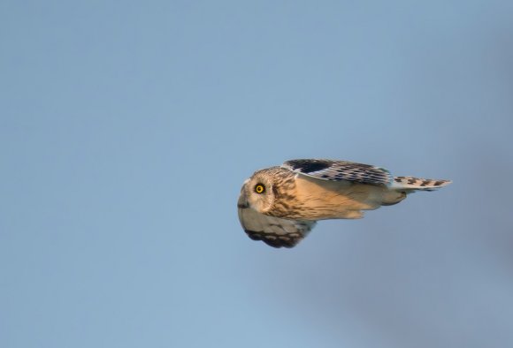 Gufo di palude - Short eared owl (Asio flammeus)