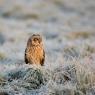 Gufo di palude - Short eared owl (Asio flammeus)