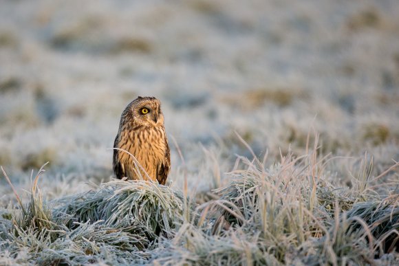 Gufo di palude - Short eared owl (Asio flammeus)