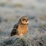 Gufo di palude - Short eared owl (Asio flammeus)