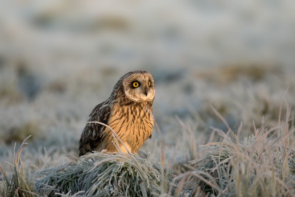 Gufo di palude - Short eared owl (Asio flammeus)