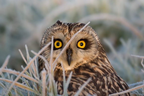 Gufo di palude - Short eared owl (Asio flammeus)