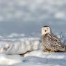 Civetta delle nevi - Snowy owl (Bubo scandiacus)