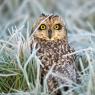 Gufo di palude - Short eared owl (Asio flammeus)