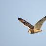 Gufo di palude - Short eared owl (Asio flammeus)