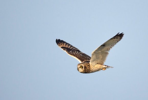 Gufo di palude - Short eared owl (Asio flammeus)