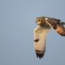 Gufo di palude - Short eared owl (Asio flammeus)