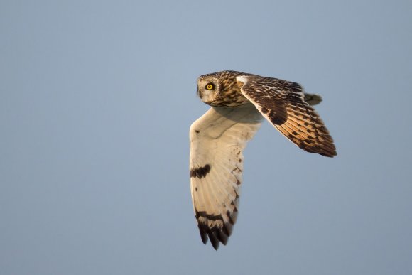 Gufo di palude - Short eared owl (Asio flammeus)