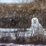 Civetta delle nevi - Snowy owl (Bubo scandiacus)