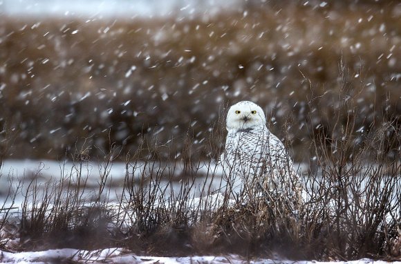 Civetta delle nevi - Snowy owl (Bubo scandiacus)