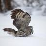 Allocco di Lapponia - Great grey Owl (Strix nebulosa)