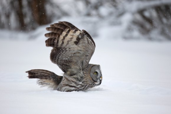 Allocco di Lapponia - Great grey Owl (Strix nebulosa)