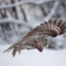 Allocco di Lapponia - Great grey Owl (Strix nebulosa)