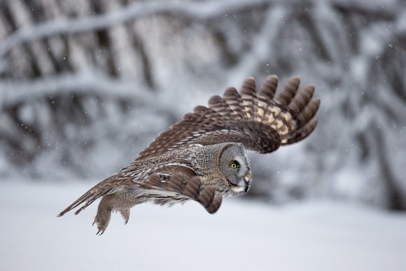 Allocco di Lapponia - Great grey Owl (Strix nebulosa)