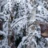 Allocco di Lapponia - Great grey Owl (Strix nebulosa)