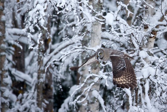 Allocco di Lapponia - Great grey Owl (Strix nebulosa)