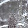 Allocco di Lapponia - Great grey Owl (Strix nebulosa)