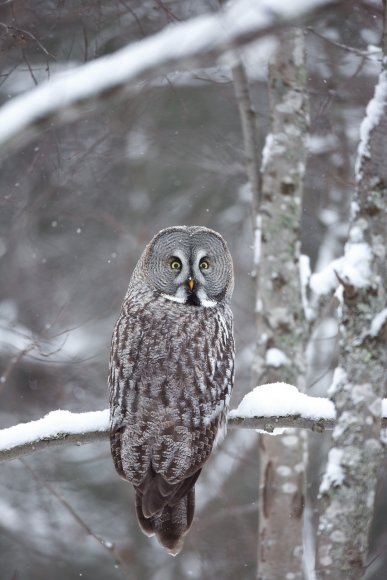 Allocco di Lapponia - Great grey Owl (Strix nebulosa)