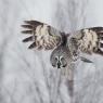 Allocco di Lapponia - Great grey Owl (Strix nebulosa)