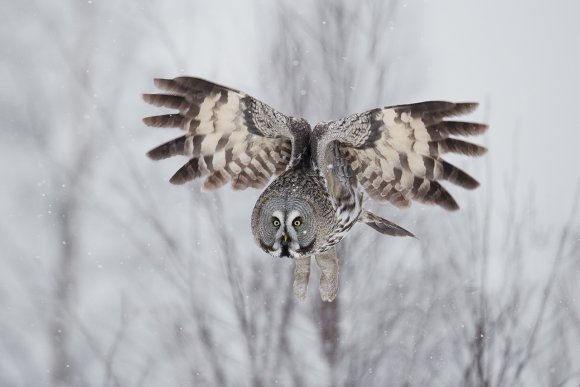 Allocco di Lapponia - Great grey Owl (Strix nebulosa)