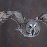 Allocco di Lapponia - Great grey Owl (Strix nebulosa)