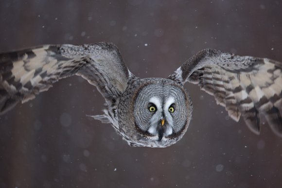 Allocco di Lapponia - Great grey Owl (Strix nebulosa)