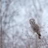 Allocco di Lapponia - Great grey Owl (Strix nebulosa)