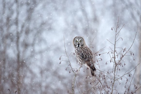 Allocco di Lapponia - Great grey Owl (Strix nebulosa)