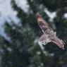 Allocco di Lapponia - Great grey Owl (Strix nebulosa)