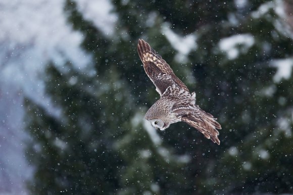 Allocco di Lapponia - Great grey Owl (Strix nebulosa)