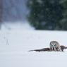 Allocco di Lapponia - Great grey Owl (Strix nebulosa)