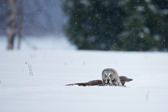 Allocco di Lapponia - Great grey Owl (Strix nebulosa)