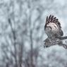 Allocco di Lapponia - Great grey Owl (Strix nebulosa)