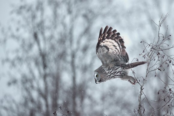 Allocco di Lapponia - Great grey Owl (Strix nebulosa)