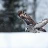 Allocco di Lapponia - Great grey Owl (Strix nebulosa)