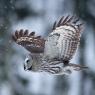 Allocco di Lapponia - Great grey Owl (Strix nebulosa)