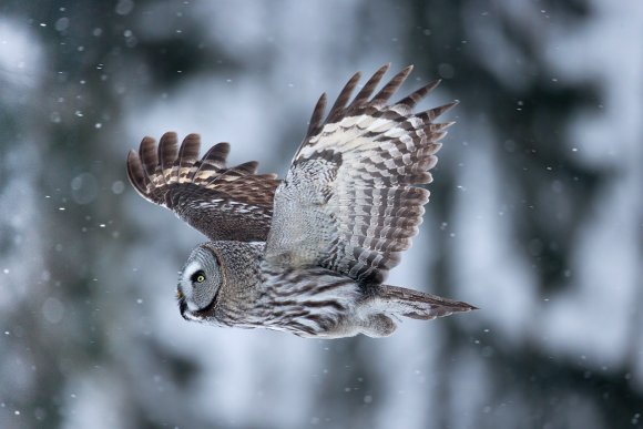 Allocco di Lapponia - Great grey Owl (Strix nebulosa)