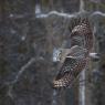 Allocco di Lapponia - Great grey Owl (Strix nebulosa)