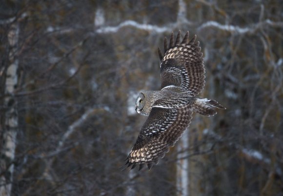 Allocco di Lapponia - Great grey Owl (Strix nebulosa)