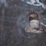 Allocco di Lapponia - Great grey Owl (Strix nebulosa)