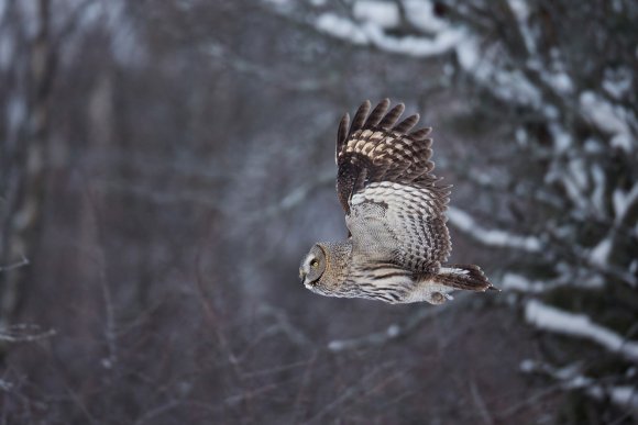 Allocco di Lapponia - Great grey Owl (Strix nebulosa)