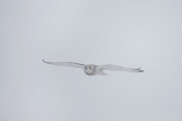 Gufo di Palude - Short eared Owl (Asio flammeus)