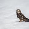 Gufo di Palude - Short eared Owl (Asio flammeus)