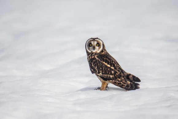 Gufo di Palude - Short eared Owl (Asio flammeus)