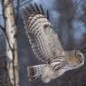 Allocco di Lapponia - Great grey Owl (Strix nebulosa)