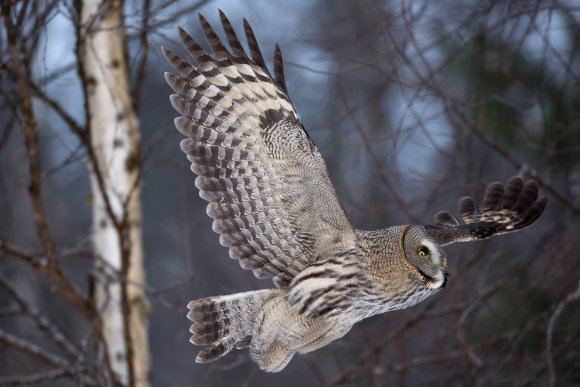 Allocco di Lapponia - Great grey Owl (Strix nebulosa)