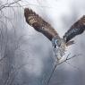 Allocco di Lapponia - Great grey Owl (Strix nebulosa)